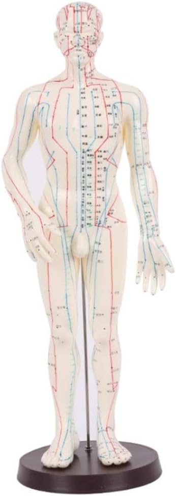 ACS Meridian Model Human Body Acupuncture Body Massager Point Statue Male Size - 50 CM, Multicolour