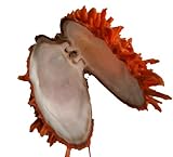 Aquarium Dekoration Echte Muscheln & Schnecken - Spondylus butleri Orange - Muschel - 1 Stück
