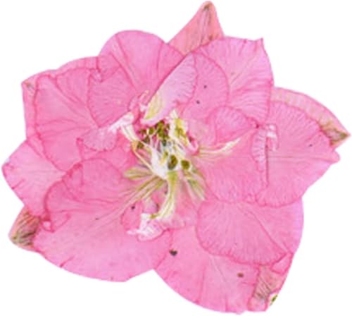 12 piezas flores secas prensadas para resin art miniatura 6