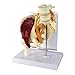 Muscled Hip w Sciatic Nerve Anatomical Model