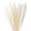Gxhong Gedroogd pampasgras, 15 stuks, natuurlijk pampasgras, gedroogd, Phragmites Communis decoratie voor thuis of op…