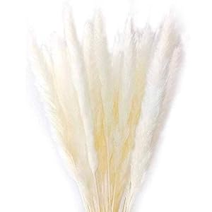 Gxhong Gedroogd pampasgras, 15 stuks, natuurlijk pampasgras, gedroogd, Phragmites Communis decoratie voor thuis of op…