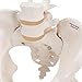 3B Scientific A62 Female Pelvic Skeleton w/ moveable Femur Heads - 3B Smart Anatomy