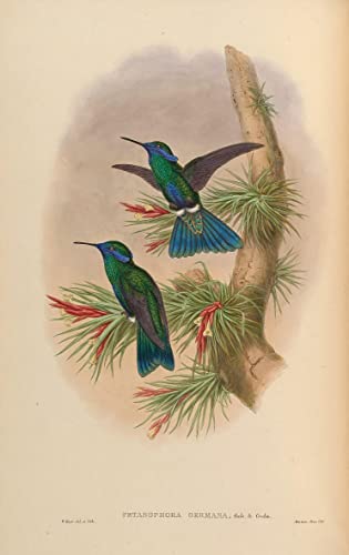 Affiche oiseau John Gould toile salon 60x90cm