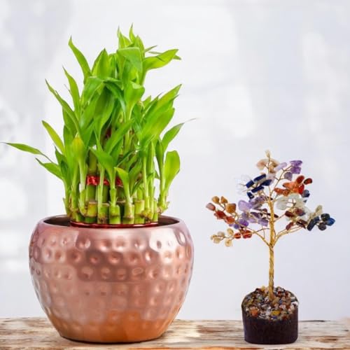 Image of Amulya Farms Live Lucky Bamboo 3 layer plant in Copper Pot with Lucky tree | Bamboo Plants for home decoration | Ideal Indoor Plants for Living room, Balcony, Office & Kitchen | Lucky Vastu Plant |