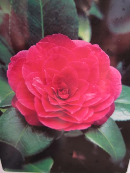 Camellia japonica Principessa Baciocchi - Japanische Hochstamm-Kamelie 80