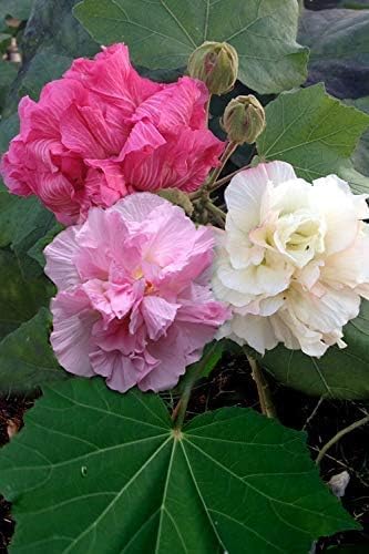 GREEN COLLECTION Land Lotus Plant Sthal Padma Sthala Padma Confederate Rose Double Petal cotton rose Plant Plants Tree can bloom in this season (Red Colour) (B0CNH3T27T) Amazon Price History, Amazon Price Tracker