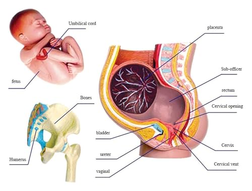 Modelo de pelvis humana para entender el útero con feto 6
