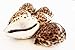 Florida Shells and Gifts Inc. One Select X-Large Tiger Cowrie (Cypraea Tigris) Shell 3 1/2