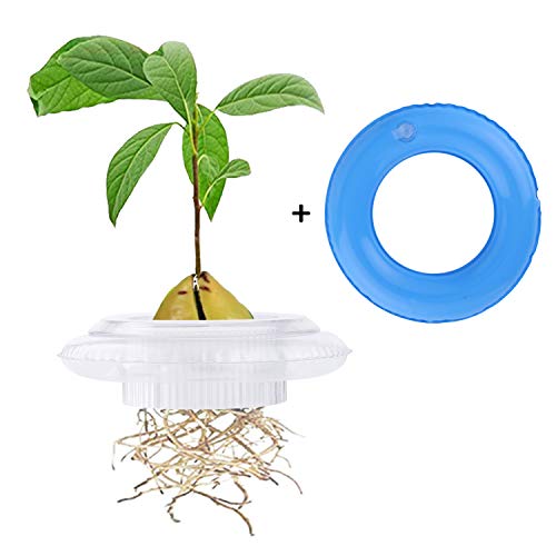 Avocado Tree Growing Kit-Avocado Planting Bowl for Plant Your Own Avocado Trees Garden Gift for Avocado Lover Extra Swim Ring for Free