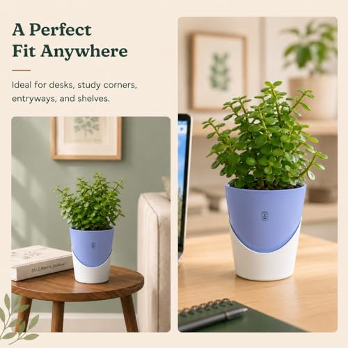 Image of Urban Upvan 4 Inch Self Watering Pot with Jade Plant | Indoor Decorative Planter with Drainage System | Ideal for Home, Office & Desk Decor | Cyan
