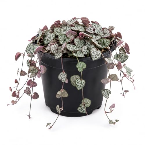 String of Hearts Plant Live Succulents Plants Live 4 Pot | Pink Variegated String of Hearts | Suitable for Indoor Dcor & Easy Care Gift