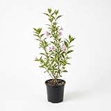 Variegated Weigela Live Plants, 12-18 Inches Tall in Quart Pot, Pink Flowering Shrub with Green and Cream Foliage, Cold-Hardy Flowering Plant for Garden Borders