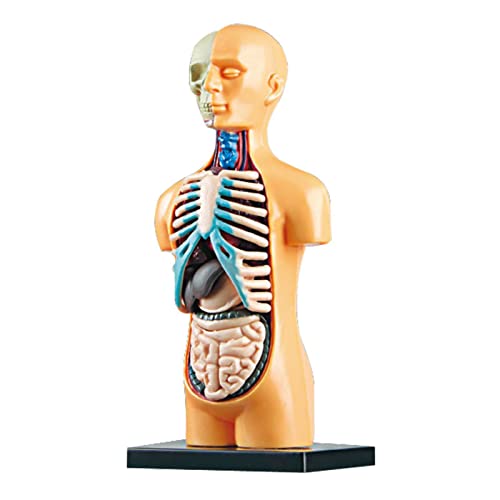 Qican Órgãos modelo do corpo humano Conjunto de ferramentas de aprendizagem de montagem simples Expo