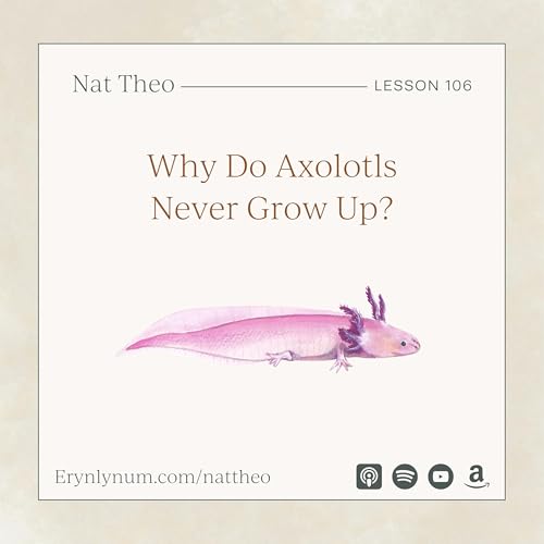 Why Do Axolotls Never Grow Up? Lesson 106