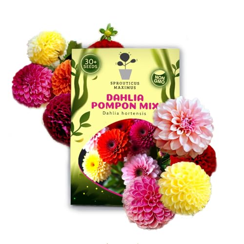 Seeds Dahlia Pompon 30+ Seeds to Grow Dahlia Hortensis VAR. Pompon Double-Flowered Dahlia
