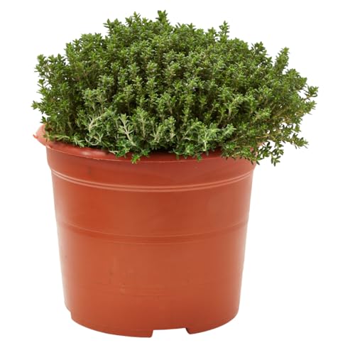 Verdecora Tomillo en maceta 3L | Thymus vulgaris | Planta aromática resistente y mediterránea | Ideal para Cocina, Jardineras y Huerto Urbano