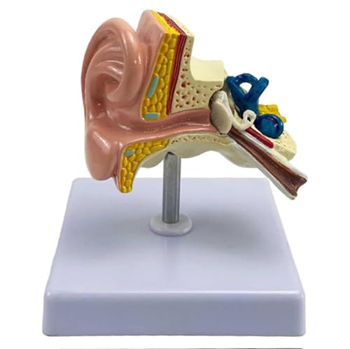 Modèle d'oreille humaine 3D : visualisez la structure interne - 2