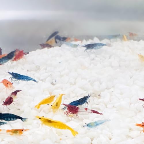 Image of Swimming Creatures Freshwater Aquarium Shrimp - A Perfect Combo to Brighten Your Aquarium! (20 Mixed)