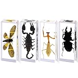 4pcs Large Real Insect Resin Specimens (4.3×1.69×1.1 inch) - Taxidermy Scorpion,Beetle, Mantis,Cicada in Preserved Resin for Science Study, Home Decor, Educational Use, Oddity Gifts, Collection