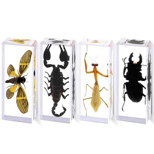 4pcs Large Real Insect Resin Specimens (4.3×1.69×1.1 inch) - Taxidermy Scorpion,Beetle, Mantis,Cicada in Preserved Resin for Science Study, Home Decor, Educational Use, Oddity Gifts, Collection