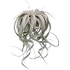 Tillandsia Xerographica Air Plants X-Large