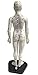 Model Anatomy Professional Medical Acupuncture Female 48cm 19