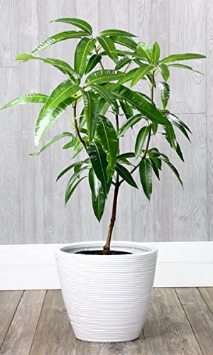 Cloud Farm "Hapus Mango" Original New variety Delicious Huge Productivity Rare Mango Fruit 1 Grafted Live Plant in Nursery Grow Bag (B0C49B35KG) Amazon Price History, Amazon Price Tracker
