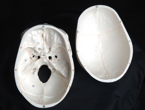 Cranstein A-211 Anatomical Skull Model 3-Piece Numbering #TOP5