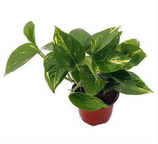 Air Purifier Good Luck Money Plant Easy to Grow Real Indoor Plant for Home, Living Room, Kitchen, Office, Table | Pack Of 1 (B0CSBYN8XW) Amazon Price History, Amazon Price Tracker