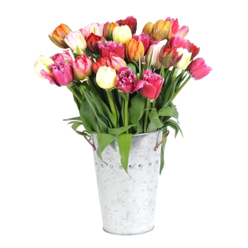 stargazer barn- xoxo 30 assorted fancy tulips with vase prime shipping mothers day fresh cut mixed