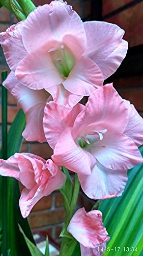 Radha Krishna Agriculture Imported Variety Gladiolus, Sword Lilly Flower bulbs Hybrid mix colour For Home Gardening pack of 12 flower bulbs (B095J6R91X) Amazon Price History, Amazon Price Tracker