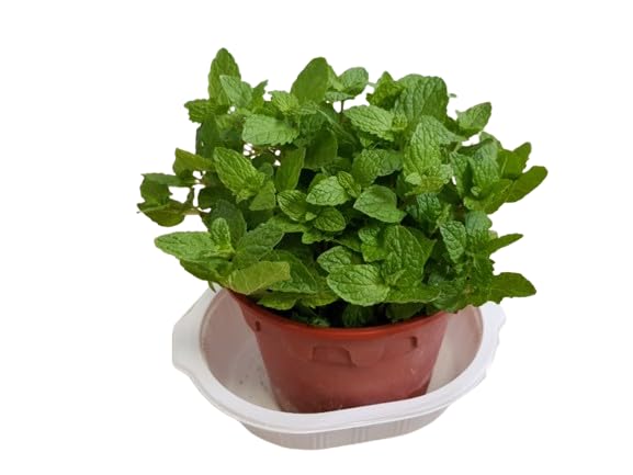 Hierba de la Hierbabuena - Planta Natural - Hierba para Infusiones - Muy Aromática