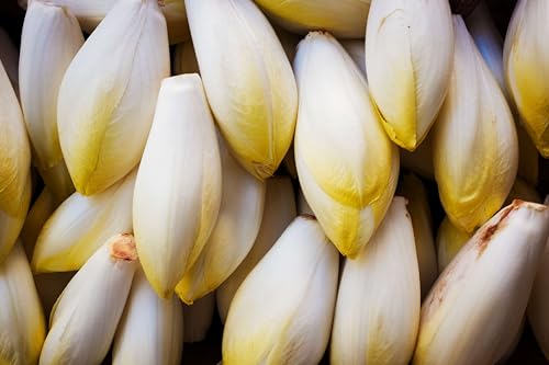 Sachet de graines de Chicorée Witloof Hyb. Zoom - Sachet de 3 grammes - Graines de style