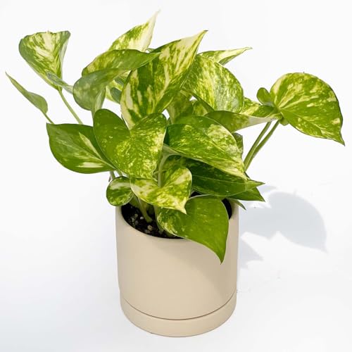 inakougeiiCiREQCj ϗtA   ~jϗt |gX S[f  3 { A   v[g Mtg O[CeA A Ă₷ (픫N[CG[)