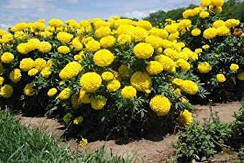 Semi di Fiore Calendula: Semi-Dhan Basanti per Orto (25 Pacchetti) Semi Piante da Giardino:Semillas