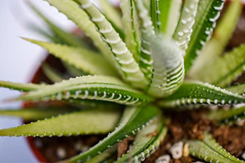 Live Haworthia Succulent Plant – Fully Rooted Large 4-Inch Haworthia Succulent (Haworthia Fasciata Variegata) #TOP3