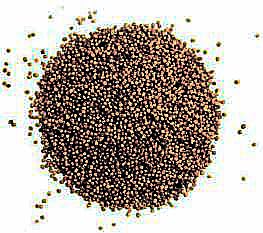 1 kg Senfkörner ganz Saat braun schwarz ohne Zusätze beste Qualität von Biopal