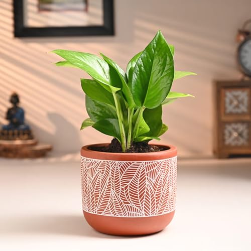 Image of FlowerAura Live Indoor Money Plant In Natural Terracotta (Mitti) Pot For Gifting, Living Room, Balcony, Table Decor, Office & Home Decor | Air-Purifying Indoor Greenery (Same Day Delivery)