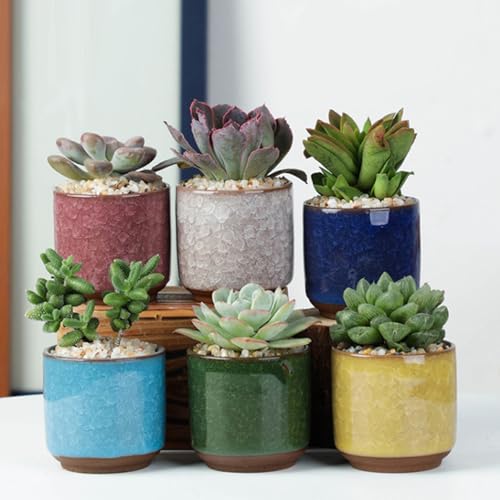 Lot de 6 pots de fleurs en céramique craquelée pour la maison