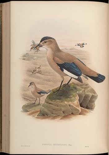 Pintura en lienzo vintage de alta fidelidad: obra Podoces de John Gould 60x90cm