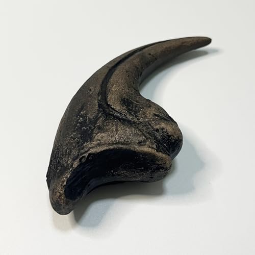Image of 5.1 inches Nanotyrannus Dinosaur Life Size Foot Claw Fossil Replica