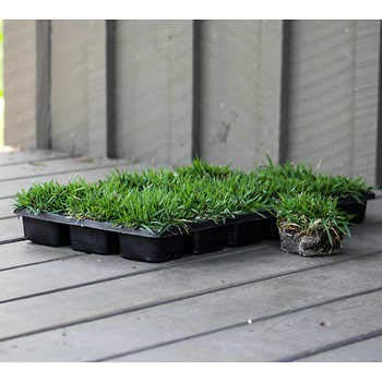 Zoysia Sod Plugs - 18 Large 3" x 3" Plugs - Drought, Salt & Shade Tolerant Turf Grass
