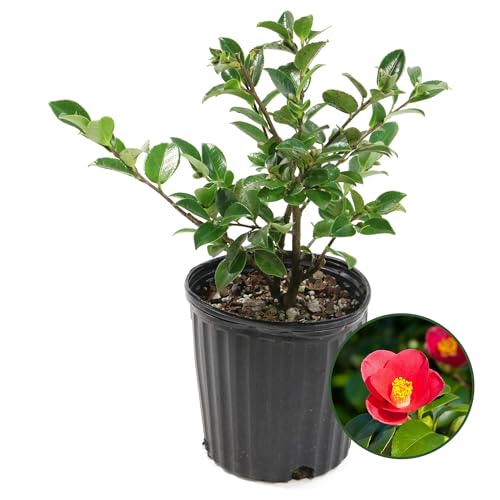 Red Camellia Yuletide Shrub - Live Evergreen Flowering Shrubs in