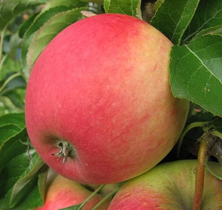 Apfelbaum Pinova – Winterapfel, Buschbaum, 120-140 cm im Topf