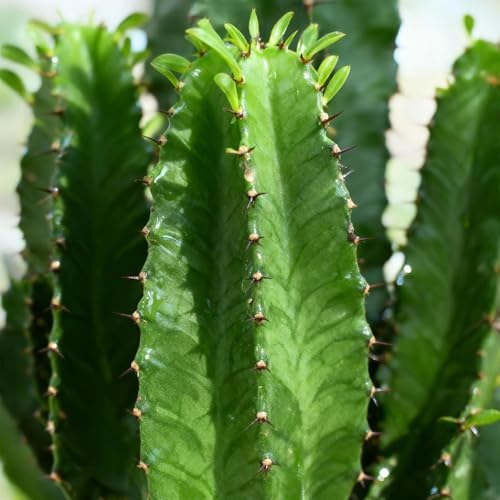 Green boutiQ - Plante d'intérieur - Euphorbia eritrea - Arbre à lait africain - Cactus d’intérieur - 2 Plantes- Pot 19cm - Hauteur 70cm – vue 4
