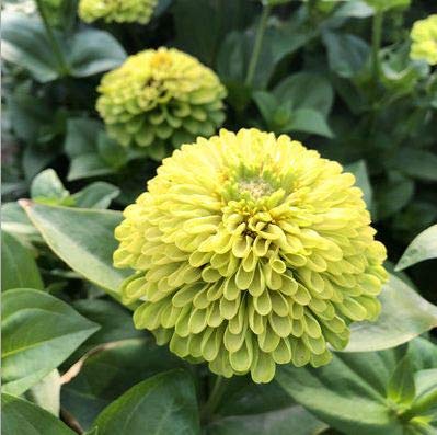 100+ Green Envy Zinnia Seeds Elegans Heirloom Chartreuse Double Flower Blooms Non-Gmo #TOP3