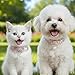 Nogeqi 2 Pcs Cute Cat Collar, Pearl Pink Cat Collar, Adjustable Kitten Collars with Bow Tie, Elegant Cats Accessories for Girls Small Dogs and Cats(2 Styles)