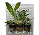 Anubias Topfpflanzen-Set – Bonsai, Hastifolia & Gracilis |Anubias Wasserpflanzen für Aquarium