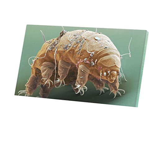 Fabulous Tableau Décoratif Toile Imprimée Tardigrade Microscope Monstre Science (107 cm x 60 cm)